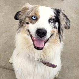Oakley - Australian Shepherd