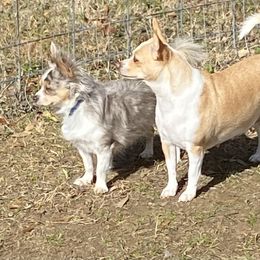 Chihuahua puppies from Heavenly Chihuahua