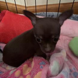 Tootsie - Chocolate female Chihuahua puppy in Sugar Grove, Virginia from Kim's Chi babies from Place of Grace
