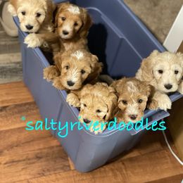 Goldendoodle Puppies from Salty River Doodles