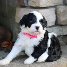Madonna - Black and white female Portuguese Water Dog puppy in Hamptonville, North Carolina from Alabama Havanese Kennel Tidewater Kennel