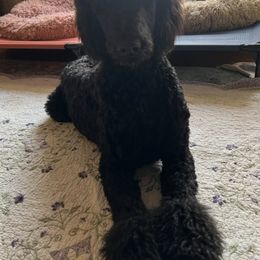 Poodles from Cowgirls Standard Poodles