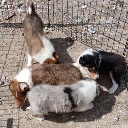 Reserved One - Blue merle white and tan male Collie puppy in St Stephens, Wyoming from Desert Kennels
