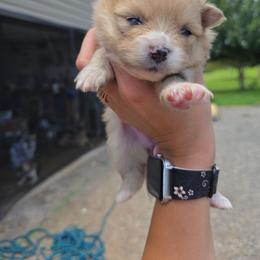 Jasmine - Orange parti female Pomeranian puppy in Chattanooga, Tennessee from Valley Poms
