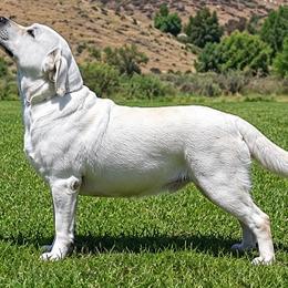 Snow Mom - Labrador Retriever