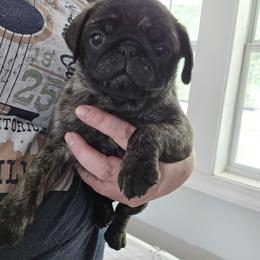 Presley - Brindle female Pug puppy in Auburn, Kentucky from Prentice Family Pugs