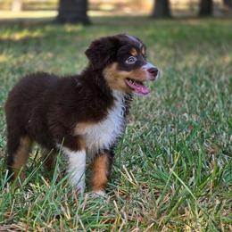 Penny - Red & white female Miniature Australian Shepherd puppy in Harlingen, Texas from GulfCoastKennels