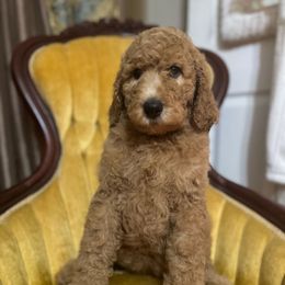 Aurora - Apricot female Poodle puppy in Smithville, Mississippi from Shenanigans Red & Apricot Standard Poodles