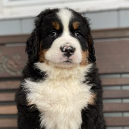 Jax - Black rust and white Bernese Mountain Dog puppy in New Haven, Indiana from Milan Berners