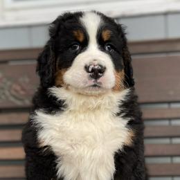 Jax - Black rust and white Bernese Mountain Dog puppy in New Haven, Indiana from Milan Berners