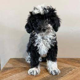 Chai - Parti female Goldendoodle puppy in Horseshoe Bend, Idaho from Over the Moon Poodles and Doodles