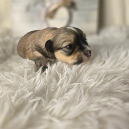 Ziggy - Black and tan female Havanese puppy in Trinity, Alabama from Tooties Cuties Havanese