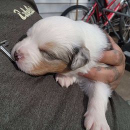 Miniature Australian Shepherd Puppies from Bornagain Paws