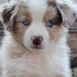 Aussiedoodles and Australian Shepherds from WTX Aussies & Doodles