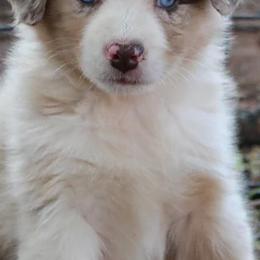 Aussiedoodles and Australian Shepherds from WTX Aussies & Doodles