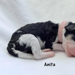 Anita - Black and white female Bernedoodle puppy in Pottstown, Pennsylvania from Willow-Be Doodles