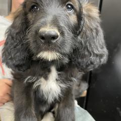 Bernedoodle and Pyredoodle Puppies from Washington Bernedoodles & Pyredoodles