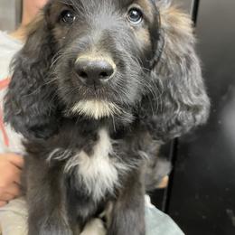 Bernedoodle and Pyredoodle Puppies from Washington Bernedoodles & Pyredoodles