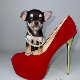 Licorice 8,000 - Black and tan female Chihuahua puppy in Naples, Florida from Naples Tiny Dogs