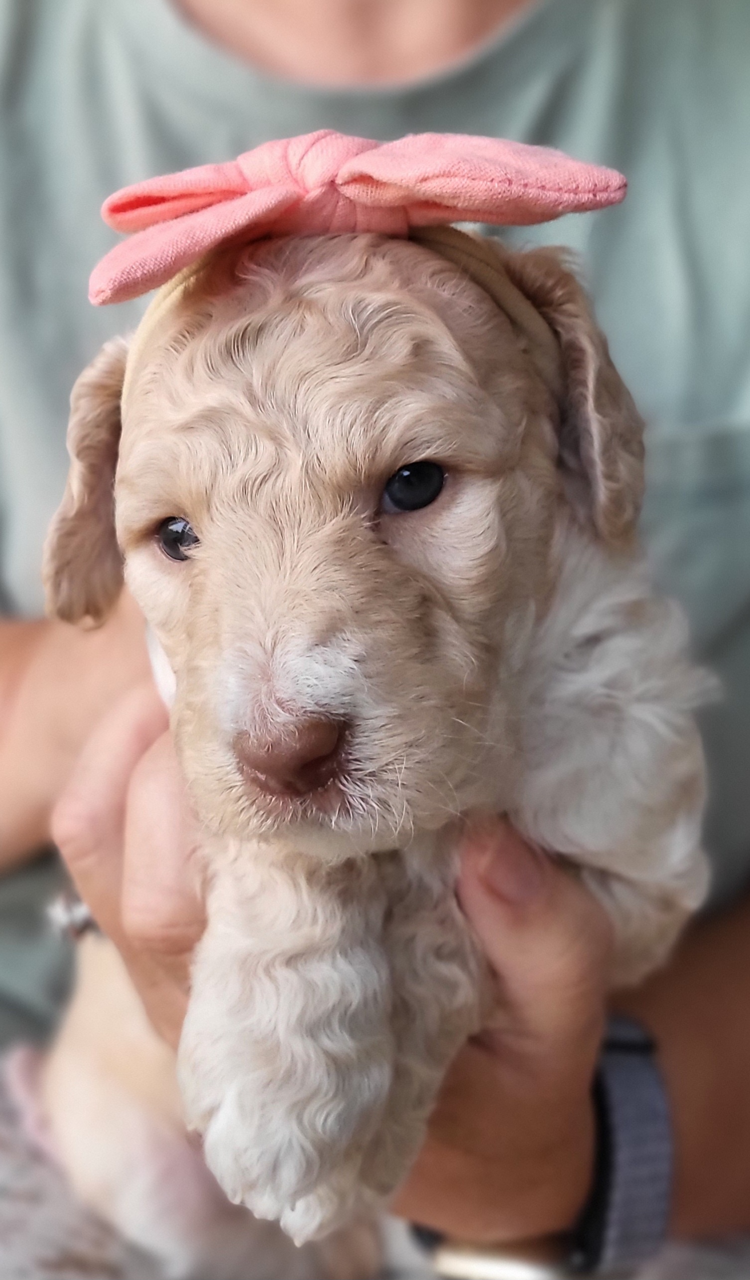 Goldendoodle Puppies from Honey's Bunches