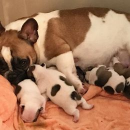 French Bulldog Puppies from BigStar French Bulldogs