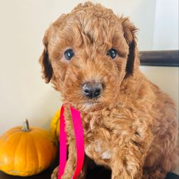 Barrister - Red  male Goldendoodle puppy in Denison, Iowa from Violet View Iowa Goldendoodles