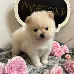 Marigold - Cream parti female Pomeranian puppy in Scio, Oregon from Mac Daddy Poms