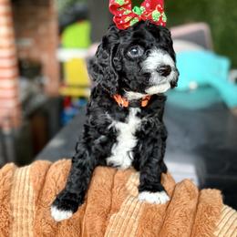 Luna - Black female Goldendoodle puppy in Miami, Florida from Jade’s Paws & Co. Of Miami LLC