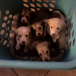 Dachshund Puppies from Monica’s Treasured Dachshunds