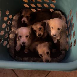 Dachshund Puppies from Monica’s Treasured Dachshunds