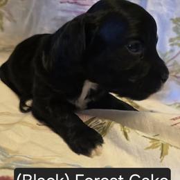Black Forest Cake - Black and white female Cavapoo puppy in Lewisburg, Pennsylvania from Jessie's Puppies