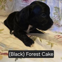 Black Forest Cake - Black and white female Cavapoo puppy in Lewisburg, Pennsylvania from Jessie's Puppies