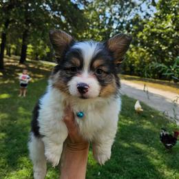 Bowser - White and black male Pembroke Welsh Corgi puppy in Norwood, Missouri from McGraw's Paws 🐾