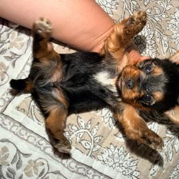 Louie - Blue and gold male Yorkshire Terrier puppy in Gilbert, Arizona from Yorkie Your Soulmate Puppy