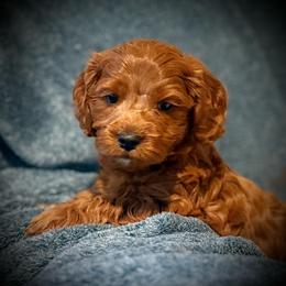 Liam - Red male Cavapoo puppy in North Branch, Minnesota from Rosie’s Pups MN