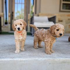Double Doodle and Goldendoodle Puppies from Big Red Paw Doodles