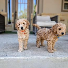 Double Doodle and Goldendoodle Puppies from Big Red Paw Doodles