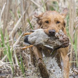 Labrador Retrievers from Cedar Mountain Retrievers