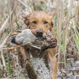Labrador Retrievers from Cedar Mountain Retrievers
