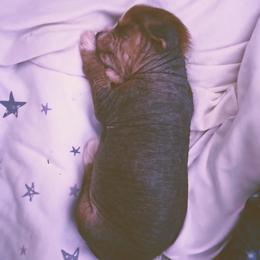 Peace - Chocolate male Chinese Crested puppy in Frederick, Maryland from Lovable Cresteds