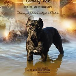 GCH O-CINDER CORSO IMPERIUM CGC - Cane Corso