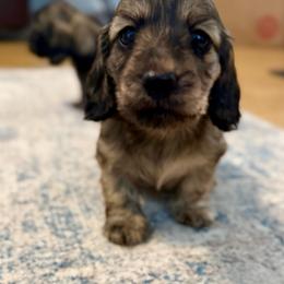 AKC Macey Shaded Cream Dapple Brindle (Brapple) - Dapple female Dachshund puppy in Pineville, Louisiana from Bayou State Dachshunds