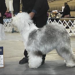 Mocchi - Sheepadoodle