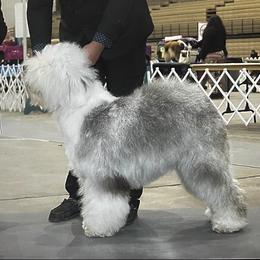 Mocchi - Sheepadoodle