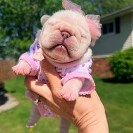 Laverne - Cream female French Bulldog puppy in Shields, Michigan from Mid-Michigan Frenchies