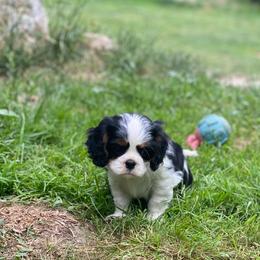 Cavalier King Charles Spaniel Puppies from Snowtrain Cavaliers