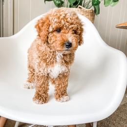 Poodle Puppies from Miniature Poodle Stud and Pups