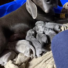 Blue male 2 - Blue male Weimaraner puppy in Lancaster, Kentucky from Heavy Hollow Farm