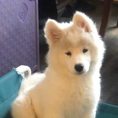 Samoyeds from SamsCC