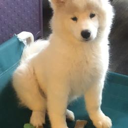 Samoyeds from SamsCC